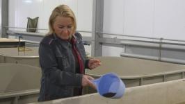 Абалакский рыборазводный завод намерен вывести сибирского осетра из Красной книги Абалакский рыборазводный завод намерен вывести сибирского осетра из Красной книги