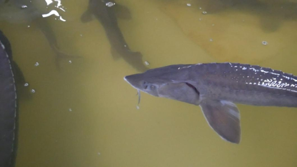 Абалакский рыборазводный завод намерен вывести сибирского осетра из Красной книги Абалакский рыборазводный завод намерен вывести сибирского осетра из Красной книги