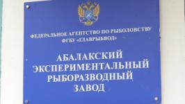 Абалакский рыборазводный завод намерен вывести сибирского осетра из Красной книги Абалакский рыборазводный завод намерен вывести сибирского осетра из Красной книги
