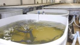 Абалакский рыборазводный завод намерен вывести сибирского осетра из Красной книги Абалакский рыборазводный завод намерен вывести сибирского осетра из Красной книги